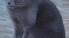 Z tym, co koty są niebezpieczne?